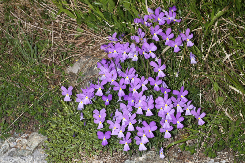 Viola bertolonii / Viola di Bertoloni